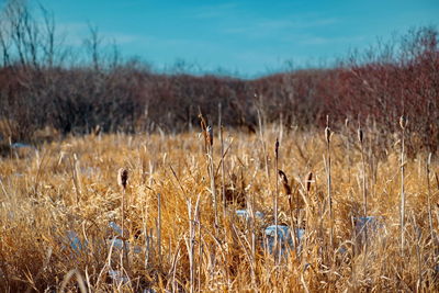 Plants growing on field against sky