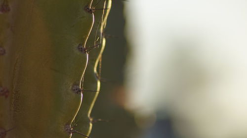 Close-up of insect