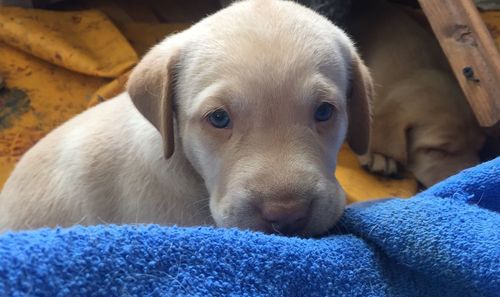 Close-up of puppy