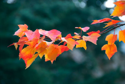Close-up of leaves on tree
