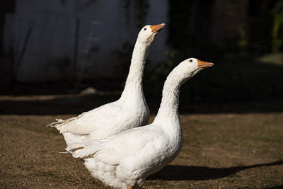 Gooses on a farm