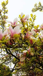 Low angle view of pink flowers blooming on tree