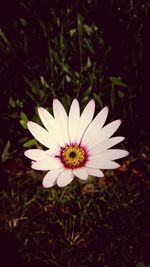 Close-up of white daisy blooming outdoors