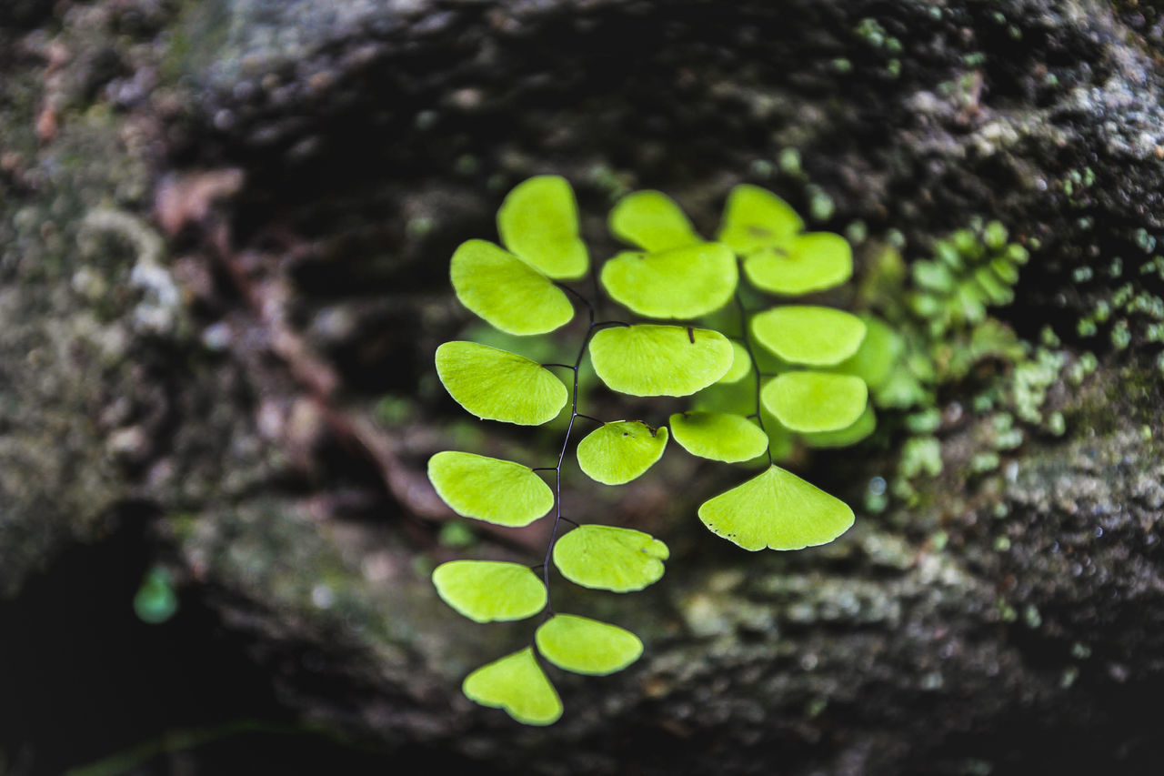 HIGH ANGLE VIEW OF FRESH GREEN PLANT LEAVES