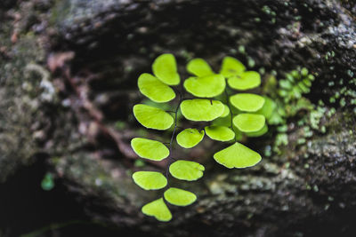 High angle view of green leaves