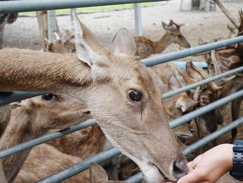 Close-up of deer