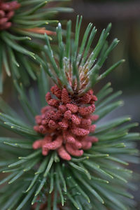 Close-up of succulent plant