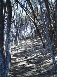 Bare trees in forest