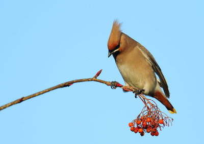 Low angle view of bird perching against clear sky