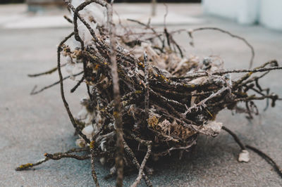 Close-up of dead plant on snow