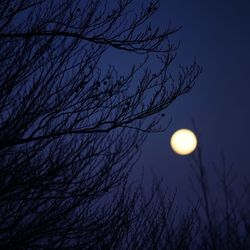 Low angle view of bare tree against moon