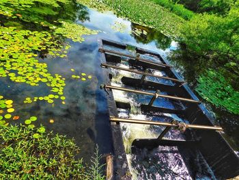 High angle view of plants floating on lake