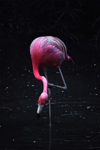 Flamingo scratching in lake