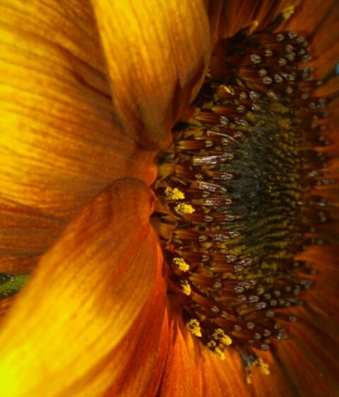CLOSE-UP OF SUNFLOWER OUTDOORS