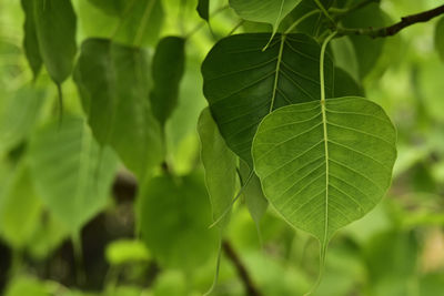 Close-up of green leaves