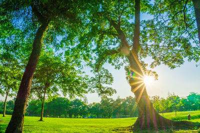 Sunlight streaming through trees on field
