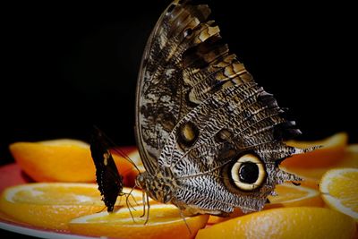 Close-up of butterfly