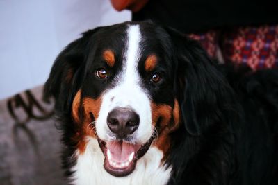 Close-up portrait of bernese mountain dog