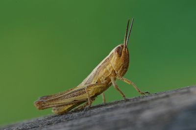 Close-up of grasshopper on surface