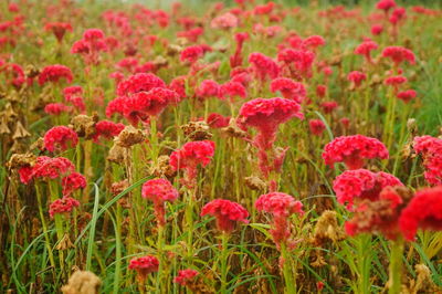 Close-up of pink flowering plants on field