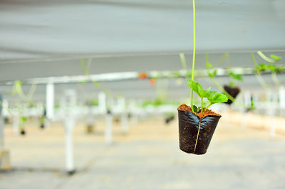 Close-up of potted plant hanging in basket