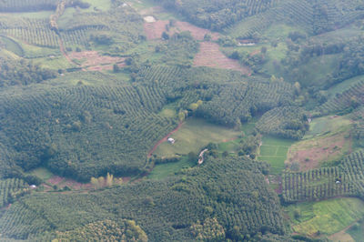 High angle view of vineyard