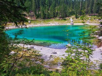 View of lake in forest