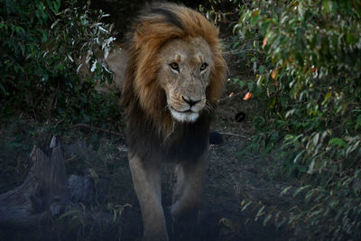 Lion relaxing on field