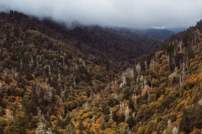 Scenic view of trees in forest against sky