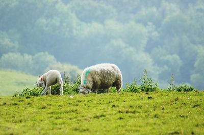 Sheep grazing in a field