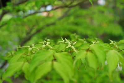 Close-up of fresh green leaves on field