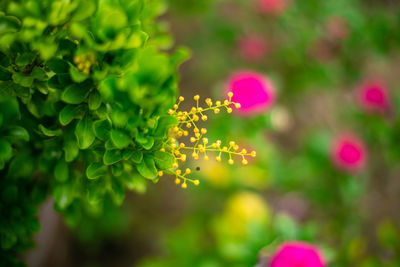 Close-up of pink flowering plant