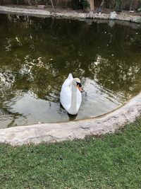 Swan swimming in lake