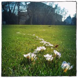 Trees on grassy field