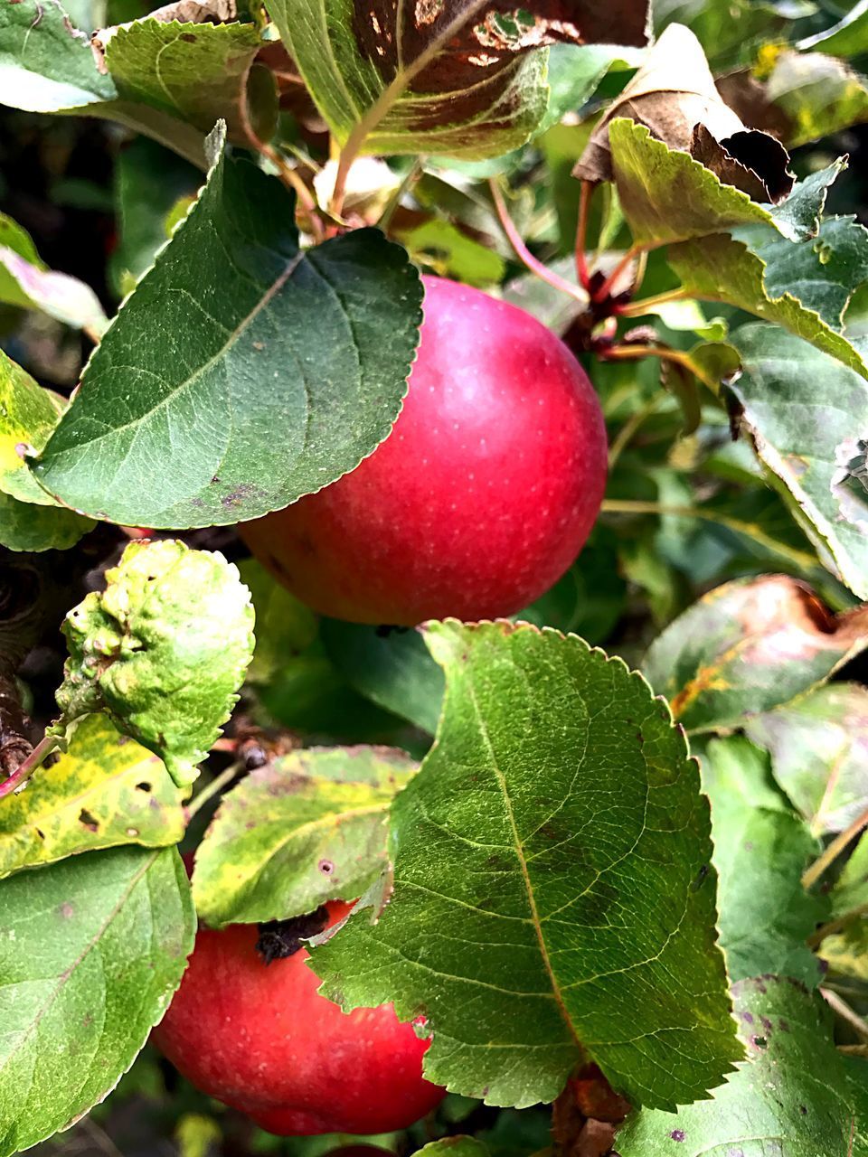 CLOSE-UP OF RED APPLES ON TREE