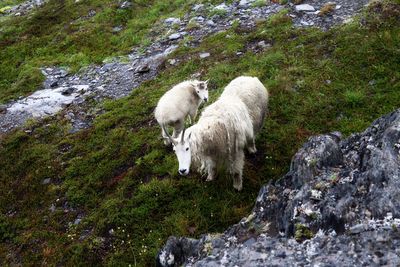 Mountain goats, seward, exit glacier walk