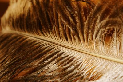 Full frame shot of brown feather