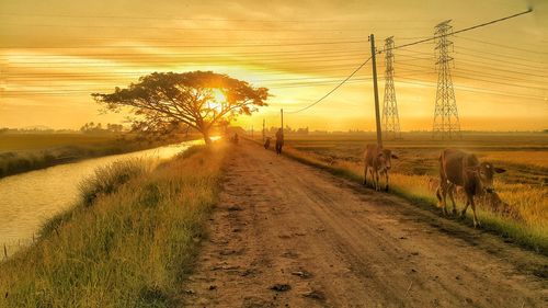 Cattle walking on dirt road against sky during sunset