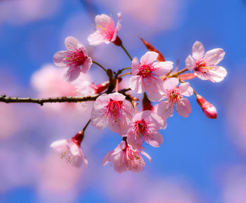 Close-up of cherry blossoms in spring