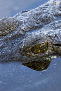 Close-up of crocodile