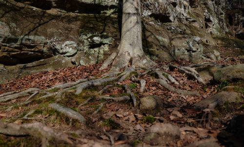 Close-up of tree roots on field