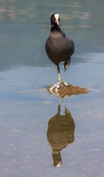 Bird perching on a lake