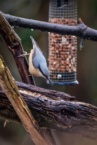 Close-up of nuthatch perching on wood