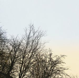 Low angle view of silhouette bare tree against clear sky