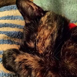 Close-up of cat sleeping