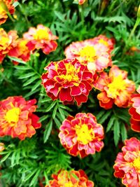 High angle view of marigold flowers in park