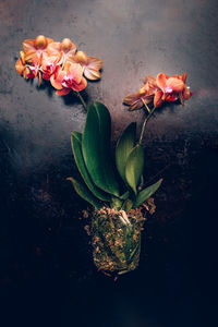 High angle view of pink rose plant