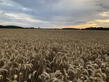 Scenic view of field against sky during sunset