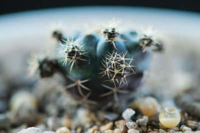 Close-up of cactus plant