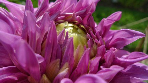 Close-up of pink crocus flowers